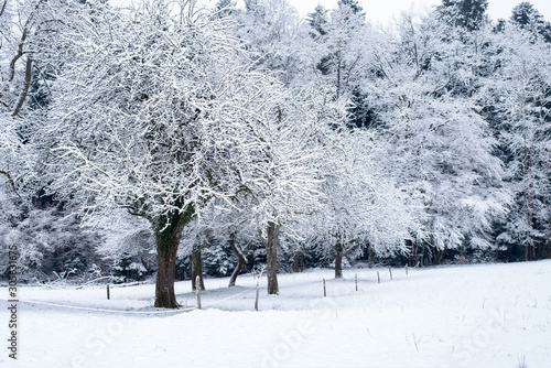 Snowy cold winter in the forest. Frosty tree and earth. Freeze the temperature in nature. 