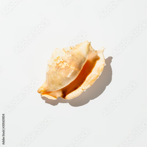 shell on white background isolate