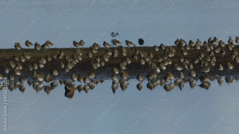 A flock of beautiful Golden Plover, Pluvialis apricaria, resting and preening along with other wading birds on an island in freshwater estuary on the Norfolk coast. A flock of beautiful Golden Plover, Pluvialis apricaria, resting and preening along with other wading birds on an island in freshwater estuary on the Norfolk coast.