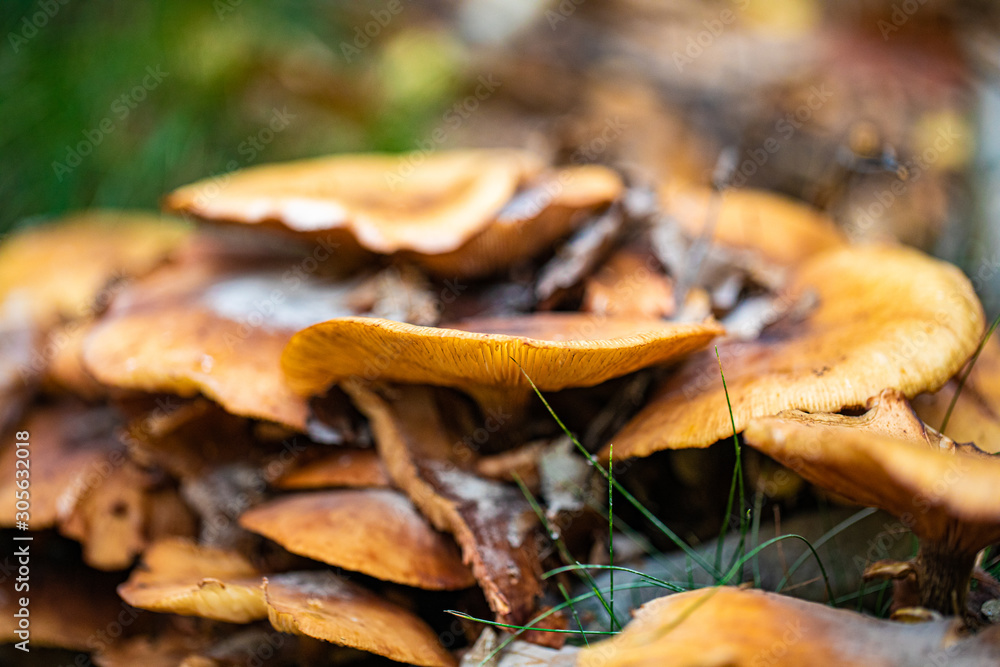 Mushrooms and autumn leaves in the woods Mushrooms and autumn leaves in the woods