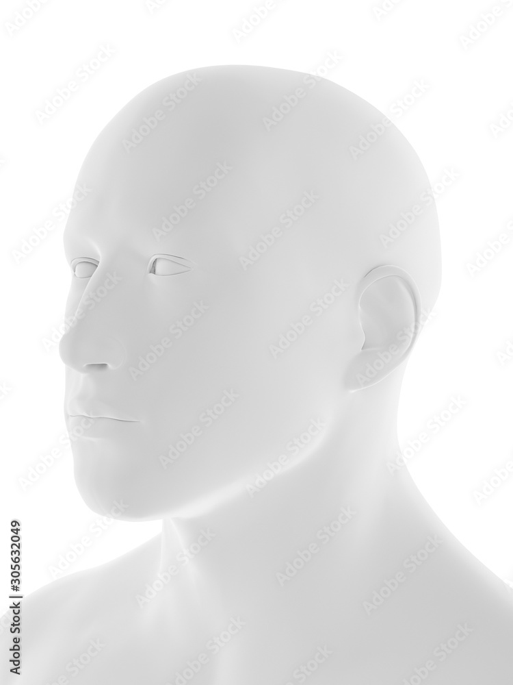 3d rendered medically accurate illustration of the human head 3d rendered medically accurate illustration of the human head
