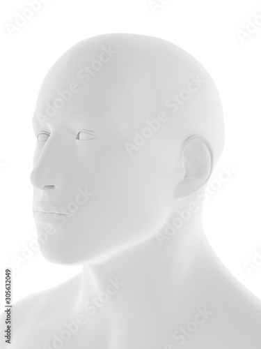 3d rendered medically accurate illustration of the human head