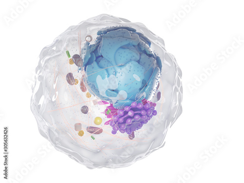 Tableau sur toile 3d rendered illustration of a healthy human cell