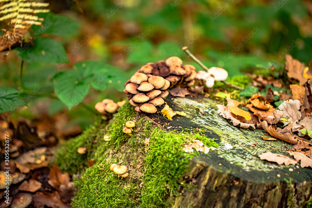 Mushrooms and autumn leaves in the woods