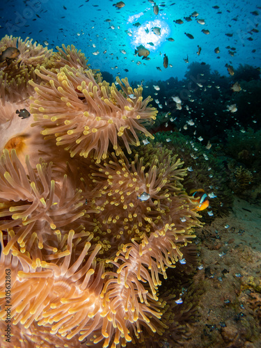 seabed in the red sea with coral and fish © Javier