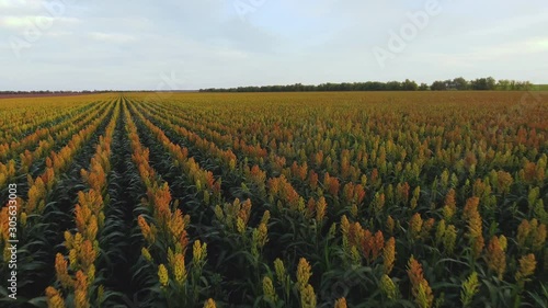 Aero Flight over the sorghum field photo