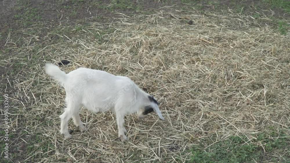 young goat grazing on a green meadow in summer time young goat grazing on a green meadow in summer time