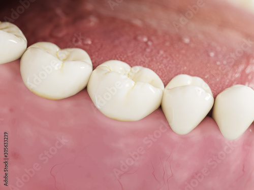 3d rendered illustration of the human teeth photo