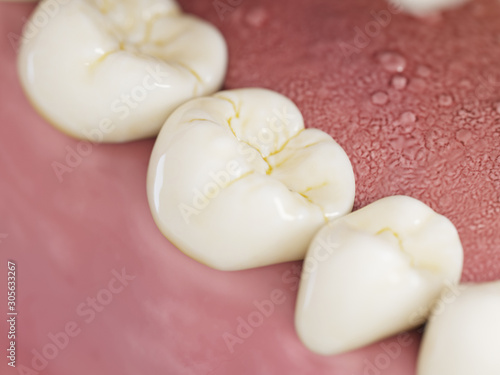 3d rendered illustration of the human teeth
