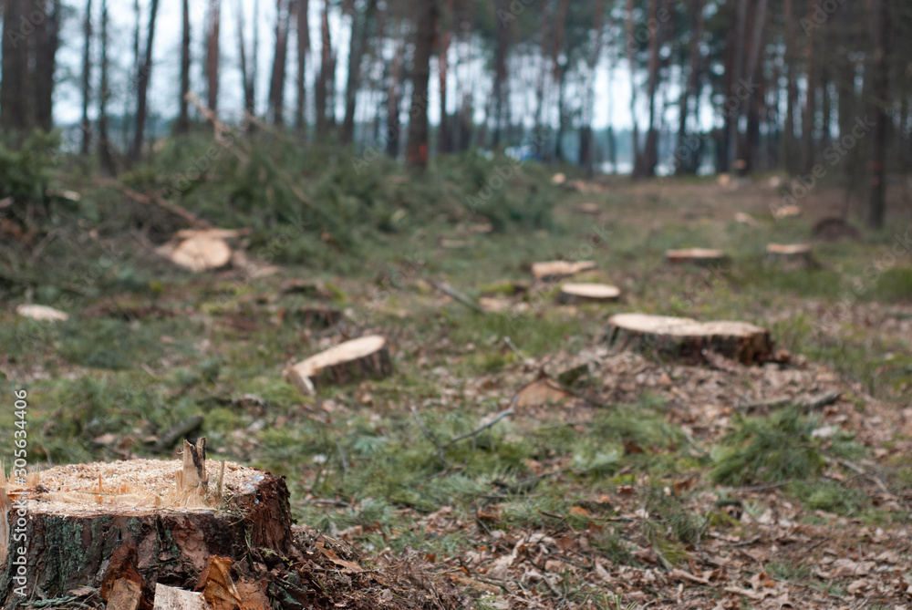 Illegal logging. Stumps and severed branches. Remains of the forest, Illegal logging. Stumps and severed branches. Remains of the forest,