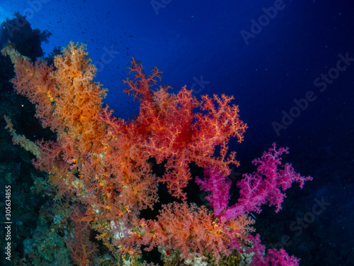 seabed in the red sea with coral and fish © Javier