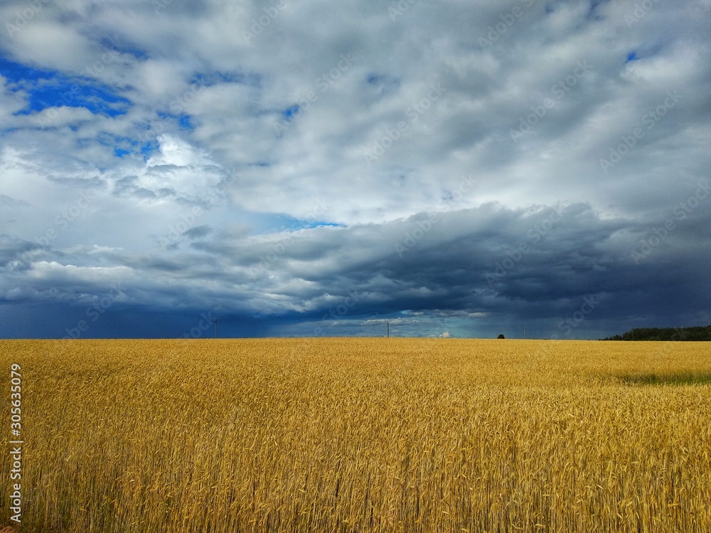 field and blue sky