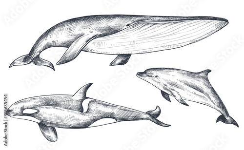 Vector collection of hand drawn ocean and sea animals in sketch style isolated on white