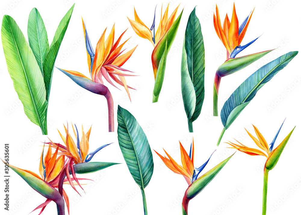Fototapeta zestaw tropikalnych jasnych kwiatów i liści, rajski kwiat, strelicja na białym tle, ilustracja akwarela, malarstwo botaniczne