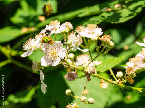 Himalayan blackberry photo