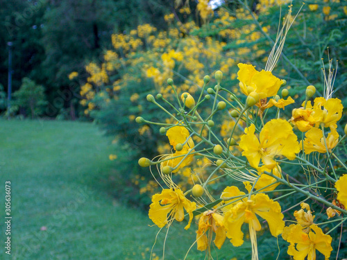 yellow flowers on a green background