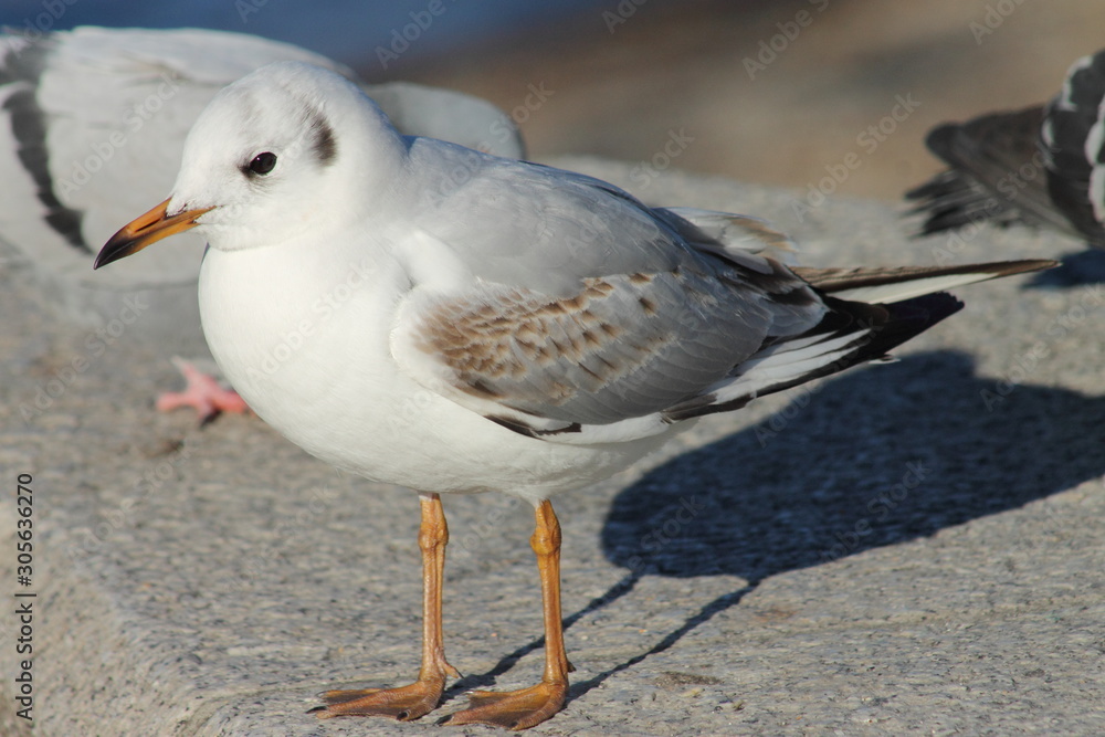 Obraz premium Gabbiano