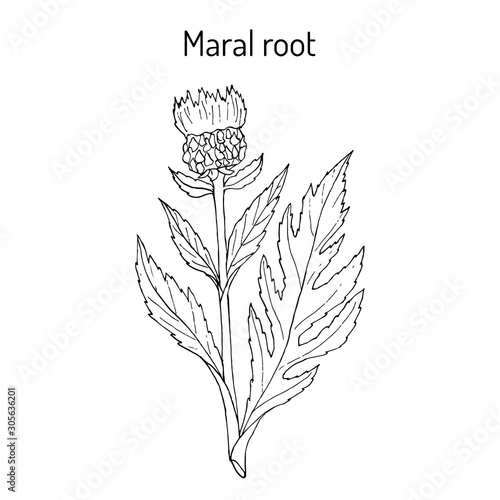 Maral root rhaponticum carthamoides , medicinal plant
