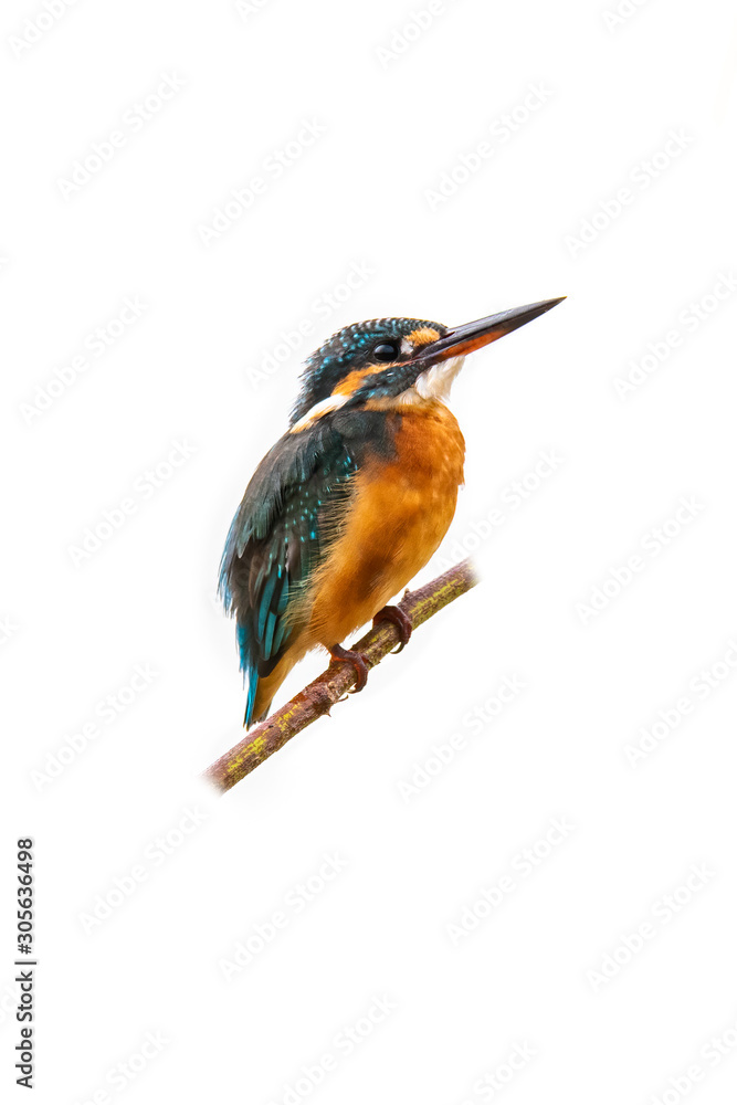Fototapeta premium Colorful Common Kingfisher perching on a tree branch looking into a distance isolated on white background