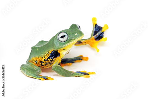 flying tree frog, wallace frog, rhacophorus reindwardtii with white background © Opayaza