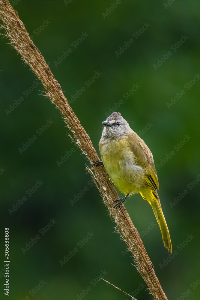 Obraz premium Flavescent Bulbul perching on bamboo grass flower and puffing up its plumage