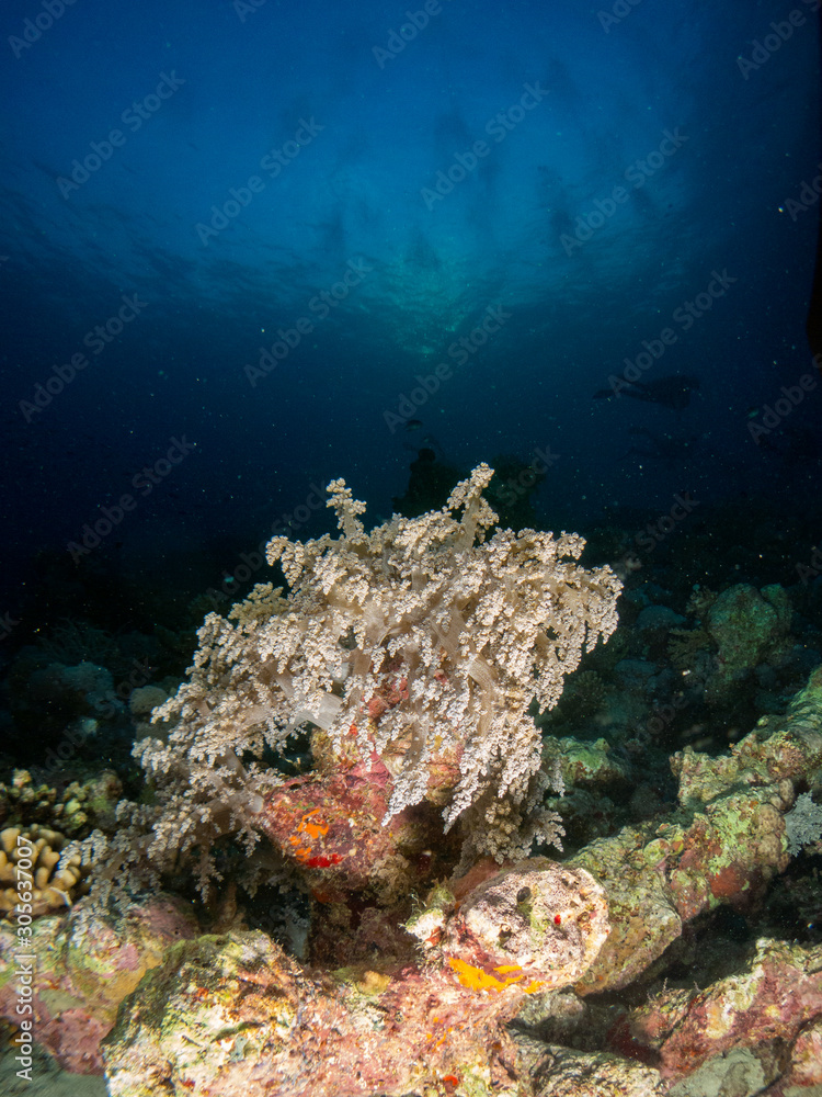 Fototapeta premium seabed in the red sea with coral and fish