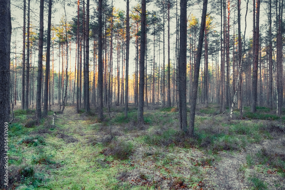 A woman walks in a pine and spruce forest along a path along the lake in autumn sunny day A woman walks in a pine and spruce forest along a path along the lake in autumn sunny day