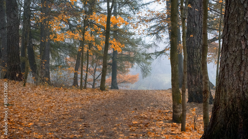 footpath in a foggy park in autumn 