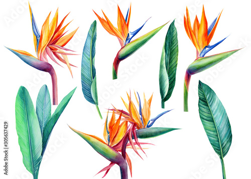 set tropical bright flowers and leaves, paradise flower, strelitzia on white background, watercolor illustration, botanical painting photo