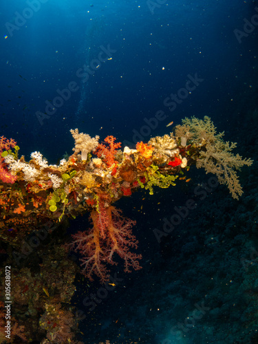 seabed in the red sea with coral and fish