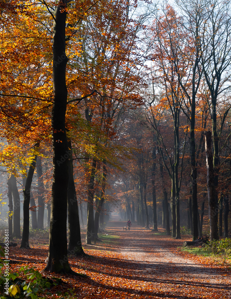 couple walks in autumnal forest near zeist in holland