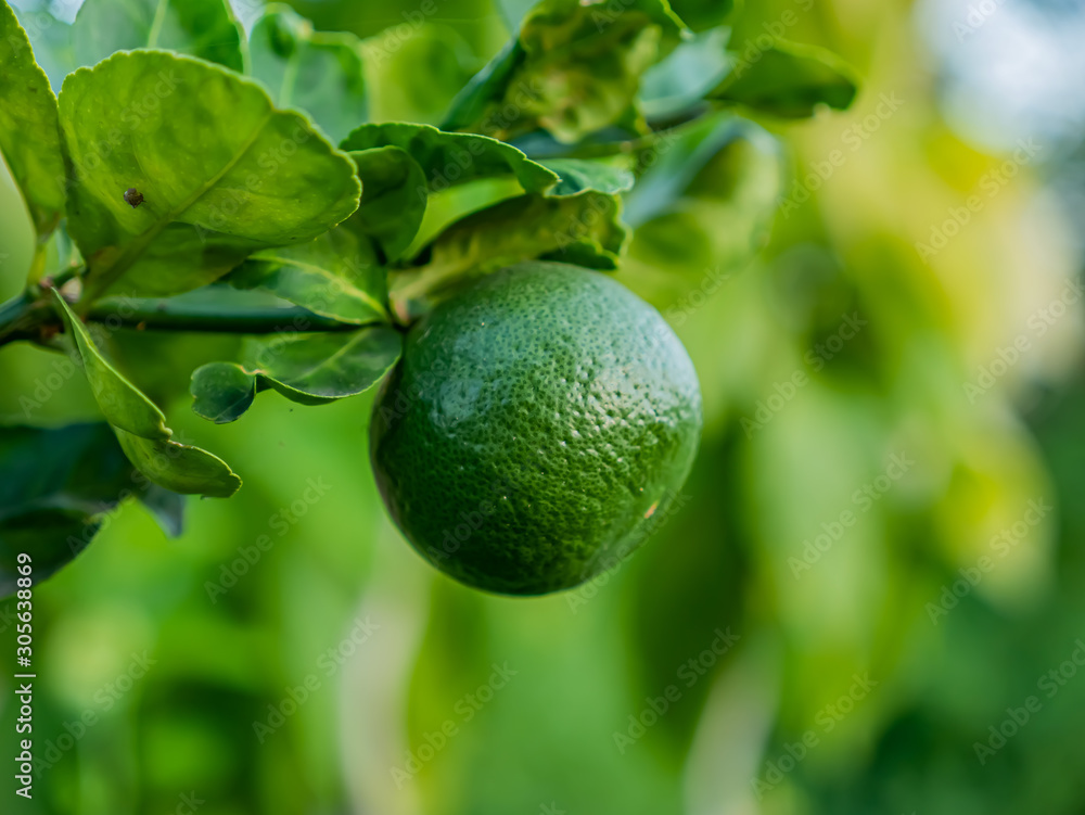 Green lemon on the tree. Green lemon on the tree.