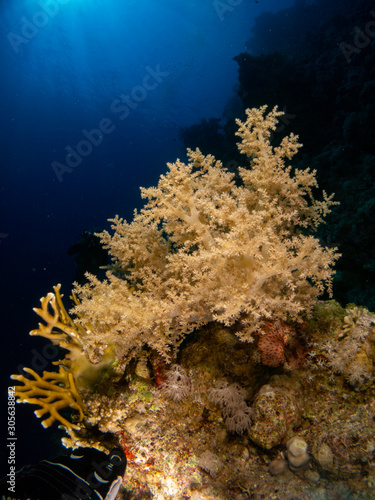 Fototapeta Naklejka Na Ścianę i Meble -  seabed in the red sea with coral and fish