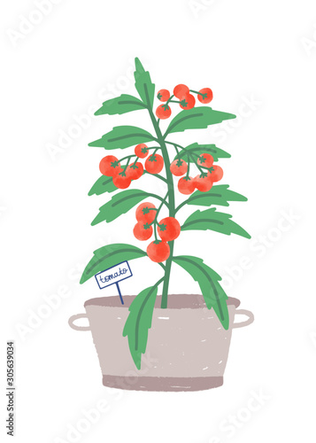 Cherry tomato in pot flat vector illustration