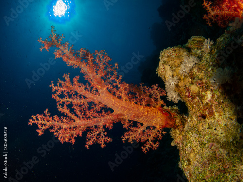 seabed in the red sea with coral and fish