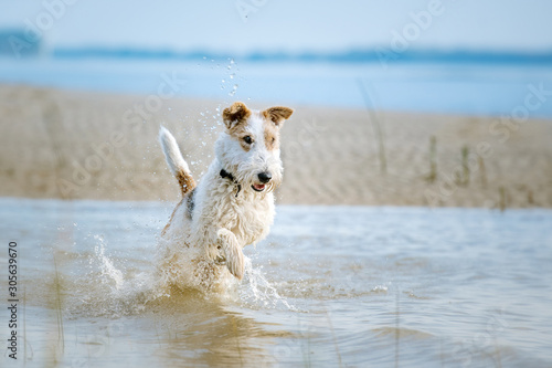Fotografía Fox Terrier am Strand läuft freudig durch das blaue Wasser