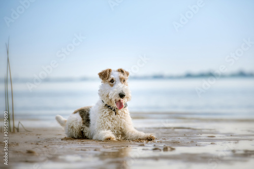 Fox Terrier am Strand photo