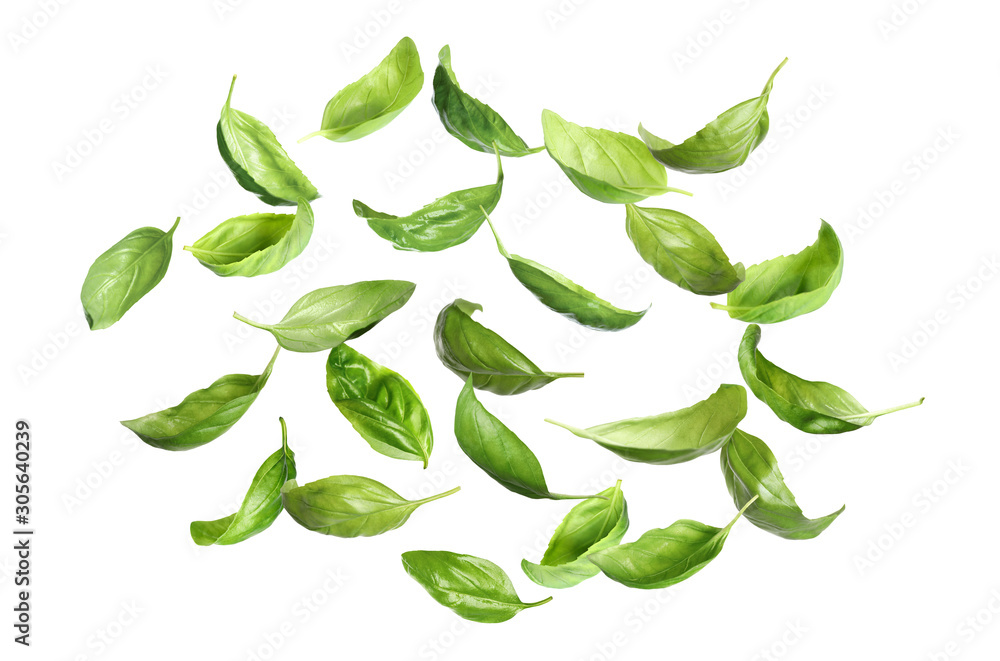 Fresh green basil leaves falling on white background Fresh green basil leaves falling on white background