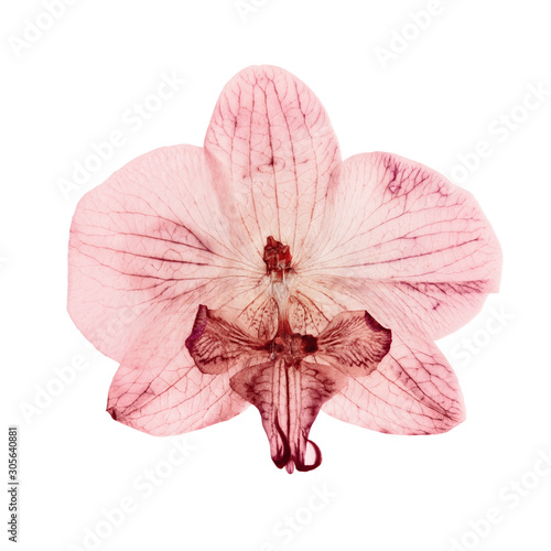 pink orchid dry delicate flowers and petals, pressed isolated on white background