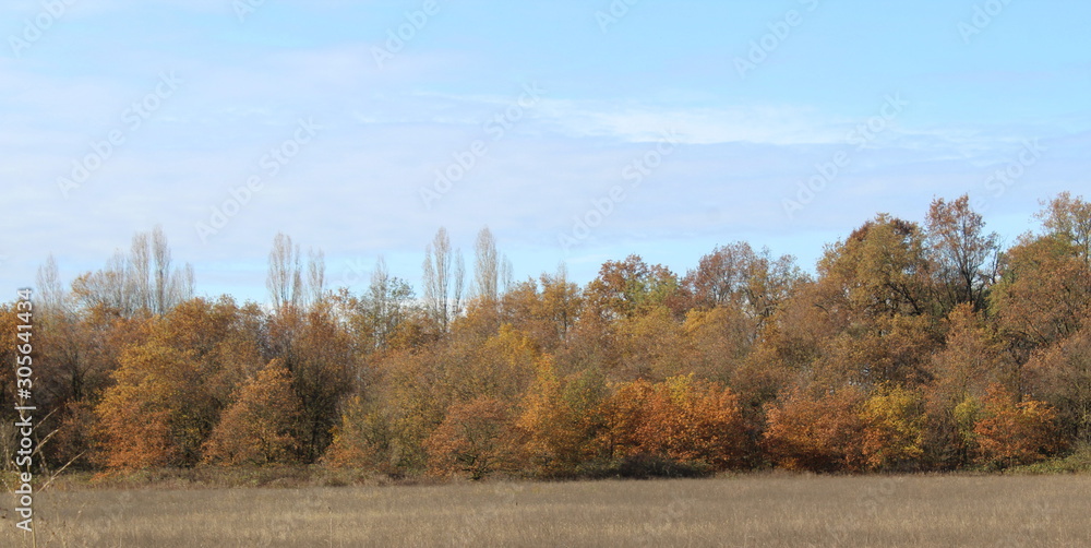 Foglie in Autunno - Dicembre Foglie in Autunno - Dicembre