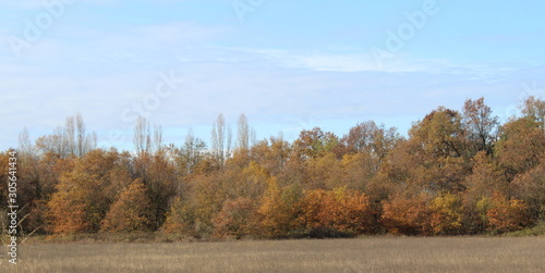 Foglie in Autunno - Dicembre