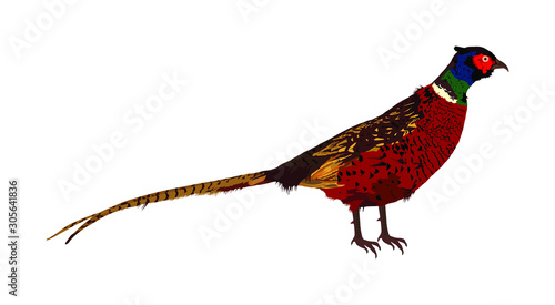 Photo Pheasant vector illustration isolated on white background