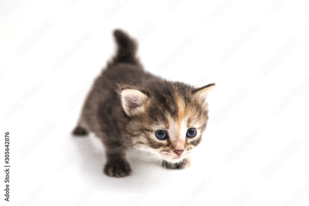 Little kitten isolated on white background. Tabby cat baby walks with a frightened and curious look.