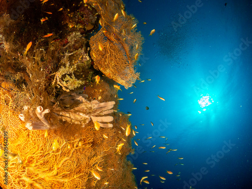 seabed in the red sea with coral and fish
