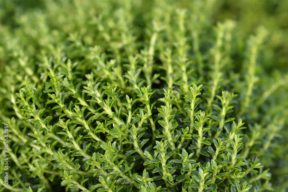Shrubby Veronica Shrubby Veronica