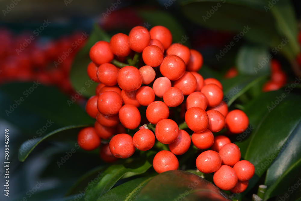 Skimmia Temptation