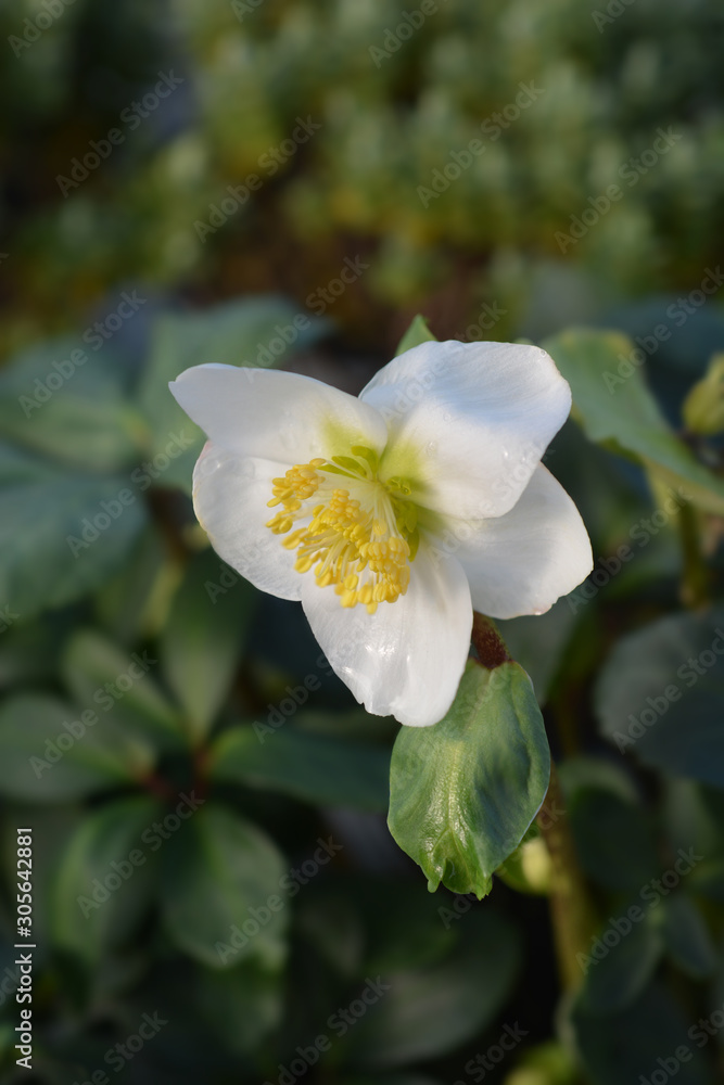 Christmas rose Christmas Carol Christmas rose Christmas Carol