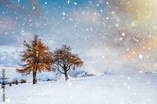 Beautiful Winter and Holiday background for Christmas with larch trees and snow. 