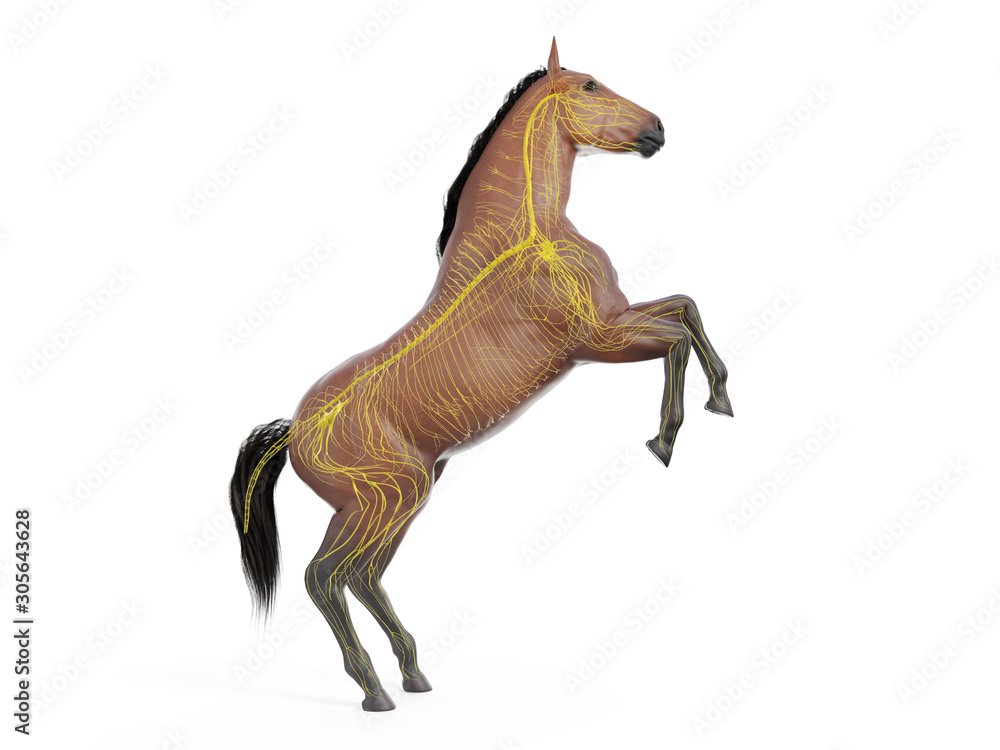 Fototapeta premium 3d rendered medically accurate illustration of the equine anatomy - the nervous system