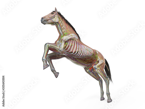 3d rendered medically accurate illustration of the equine anatomy